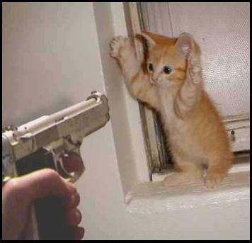 haut les mains!!!